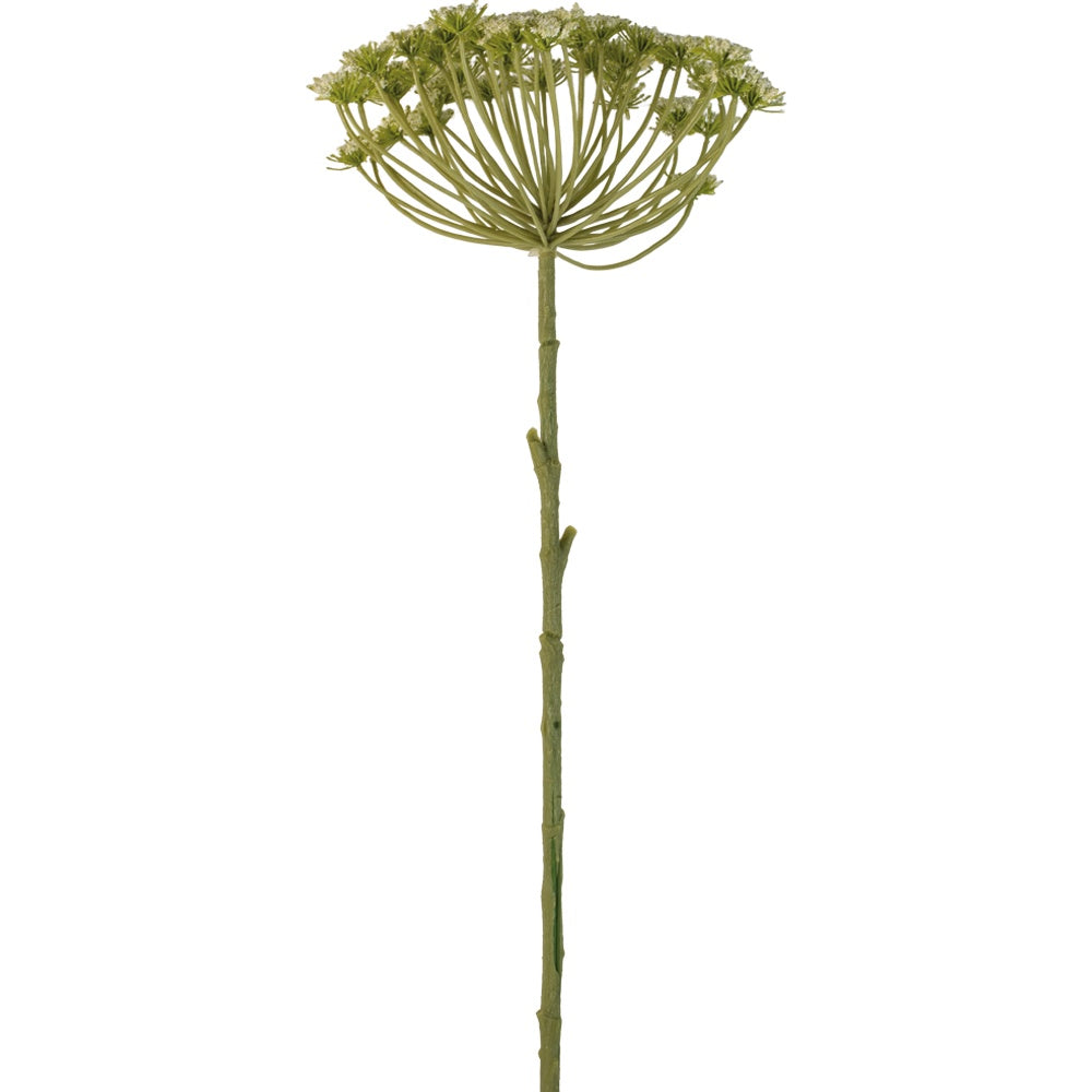 Cow Parsley